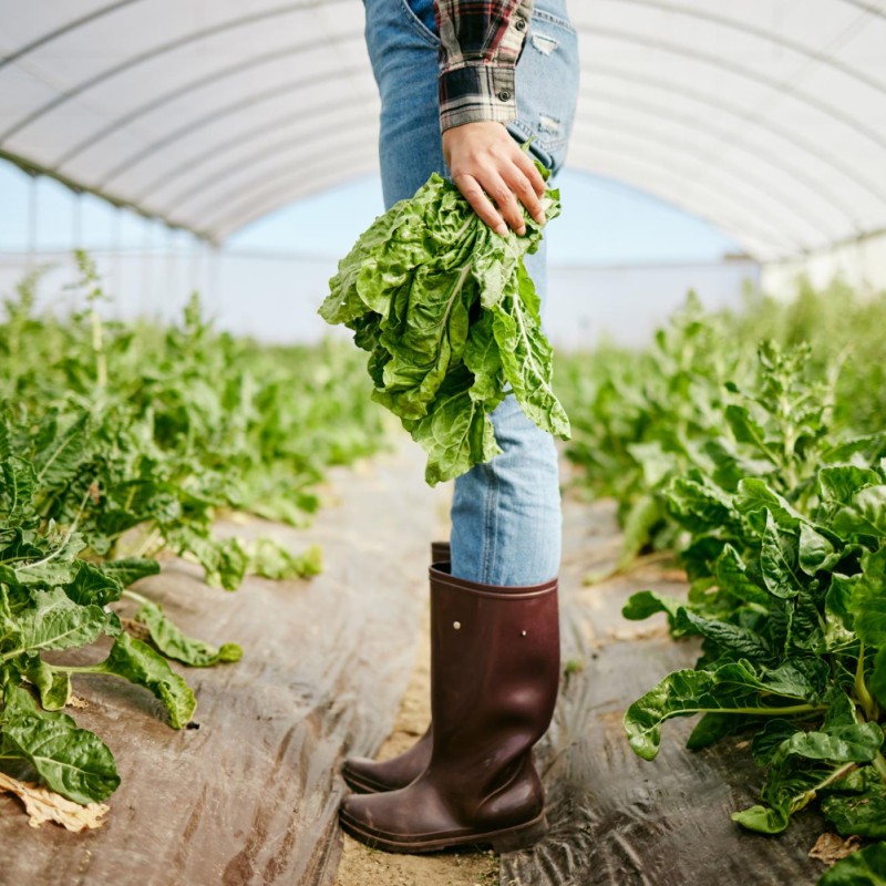 Optimizing nitrogen fertilization according to crop development stage