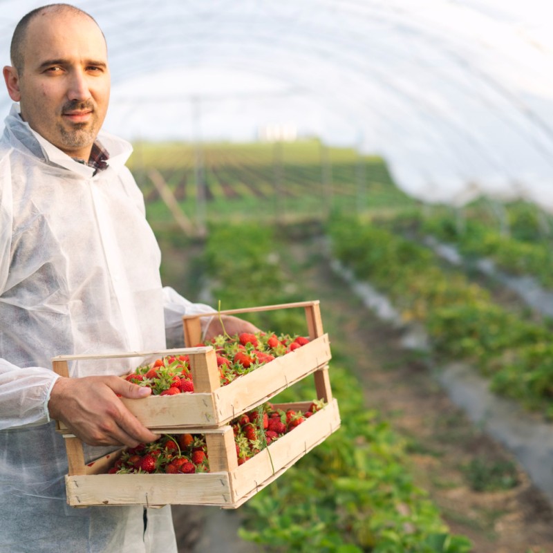 Foliar application: when it helps and when it is not recommended