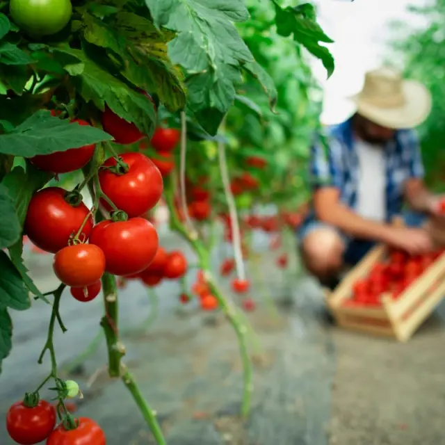 The importance of soil pH in nutrient absorption